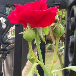 Meet your Posher, Cheryl